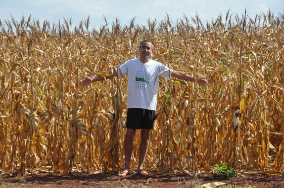 Espantalho no milharal em Rio Verde - GO